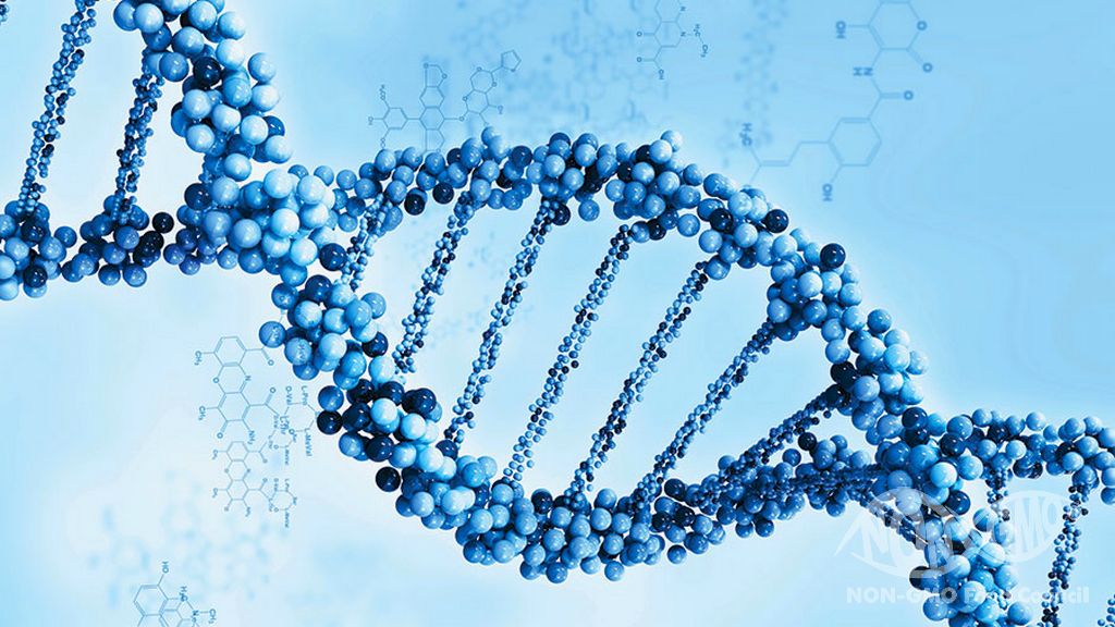 GDO İnsan DNA'sını Etkiler mi?