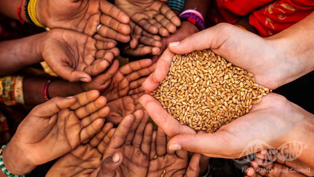 GDO’lar ve Dünyadaki: Açlık Gıda Talebini Sürdürülebilir Şekilde Karşılamak