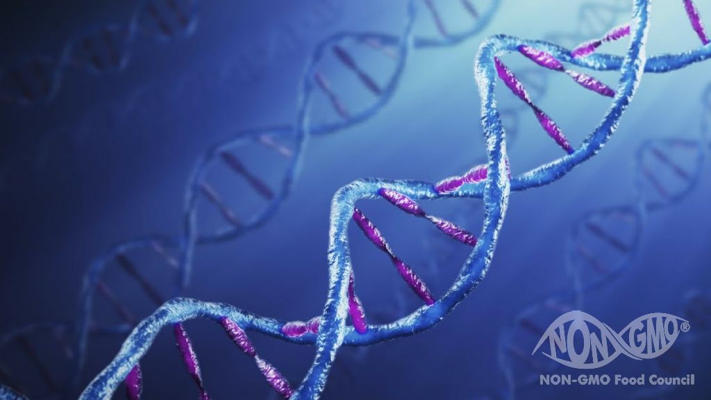 Genetik Modifikasyonun Öngörülemeyen Sonuçları Ne Olabilir?
