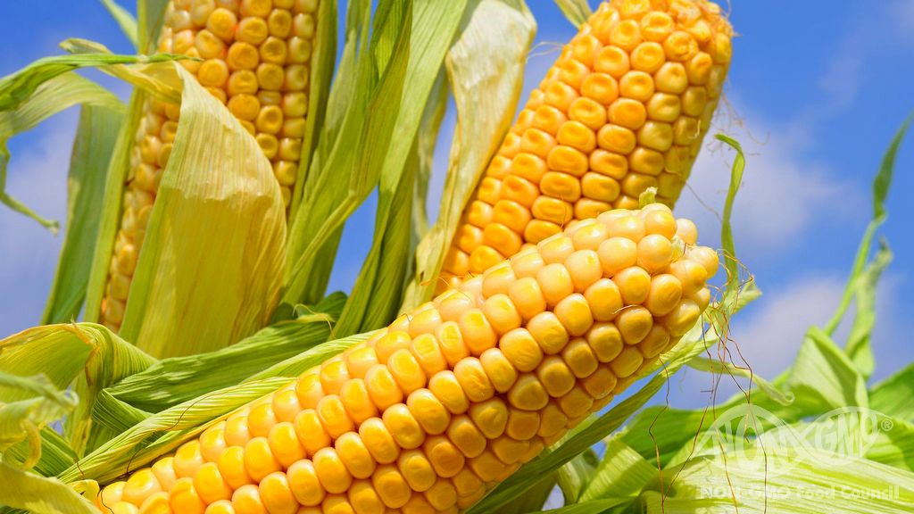 GMO FREE Etiketinin Ardında Ne Bulunmaktadır?
