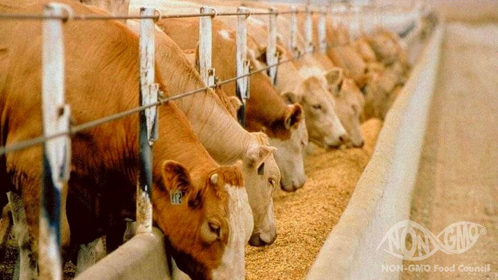 Hayvan Yemleri İçin NON GMO Belgesi