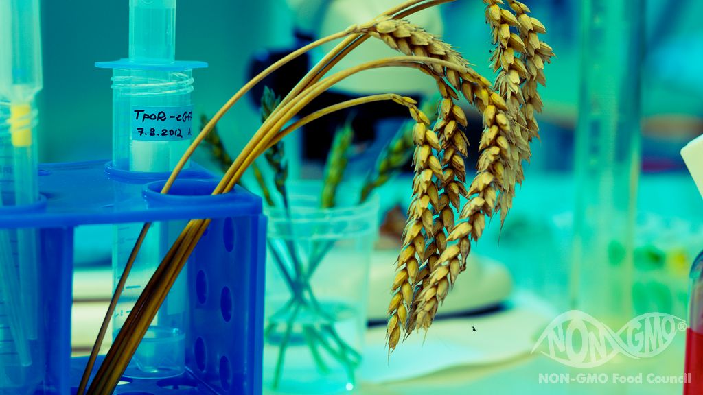 NON GMO Standartlarının Amacı, Metodolojisi ve Yaklaşım